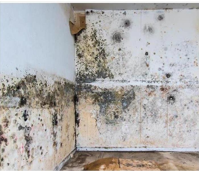 Severe mold contamination inside a building