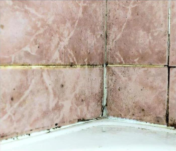 Spots of mold growth on bathroom tiles